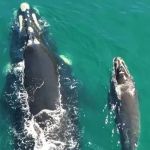 Baleia mais vista no Brasil corre risco de extinção
