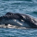 Baleia jubarte aparece no litoral de SP levando filhote na cabeça; veja imagens e entenda o comportamento