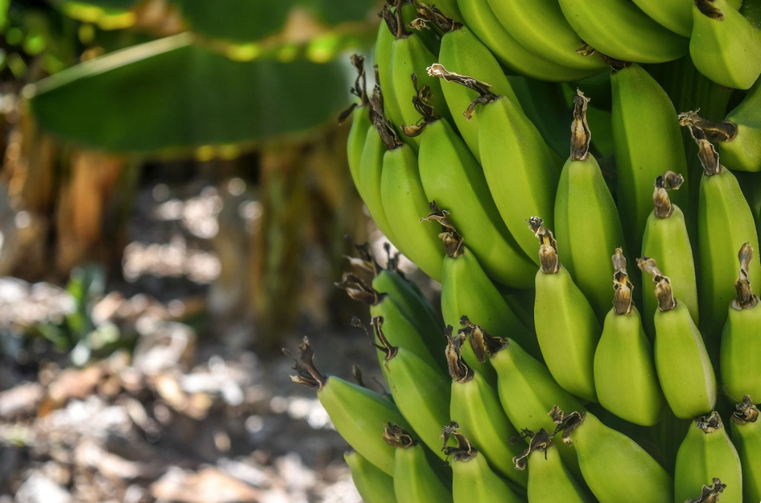 A preço de banana? Saiba o que está deixando a fruta mais cara nos sacolões