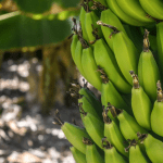 A preço de banana? Saiba o que está deixando a fruta mais cara nos sacolões