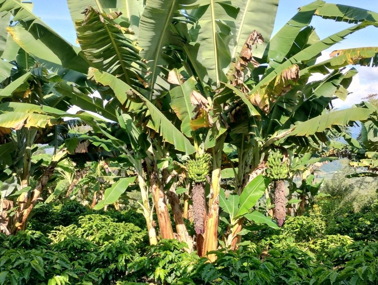 Município do Sul de Minas investe na produção de bananas; saiba qual