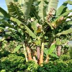 Município do Sul de Minas investe na produção de bananas; saiba qual