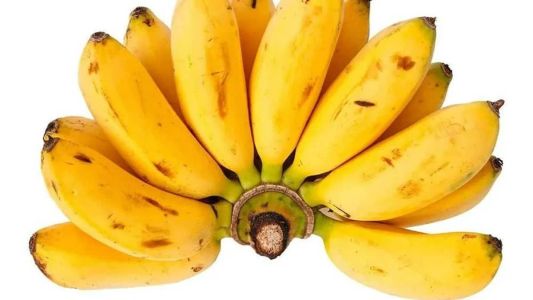 Banana-maçã agrada ao paladar de muitos consumidores brasileiros, mas sua produção vem sendo ameaçada pela fusariose,