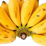 Produtor investe no plantio de banana resistente à fusariose