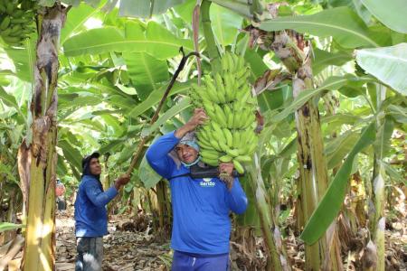Cultivo de banana no norte de Minas Gerais