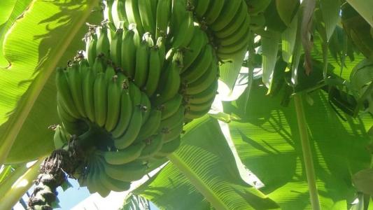 Bananas