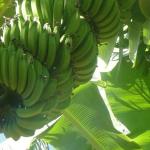 Epamig avalia alternativas para minimizar prejuízos de doença em bananeiras