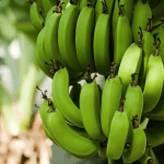 Projeto vai recuperar pastagens e bananais improdutivos Estado; entenda