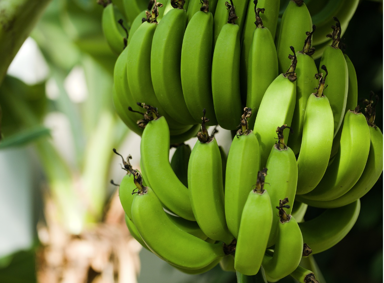 Banana está mais cara para o consumidor; saiba por quê