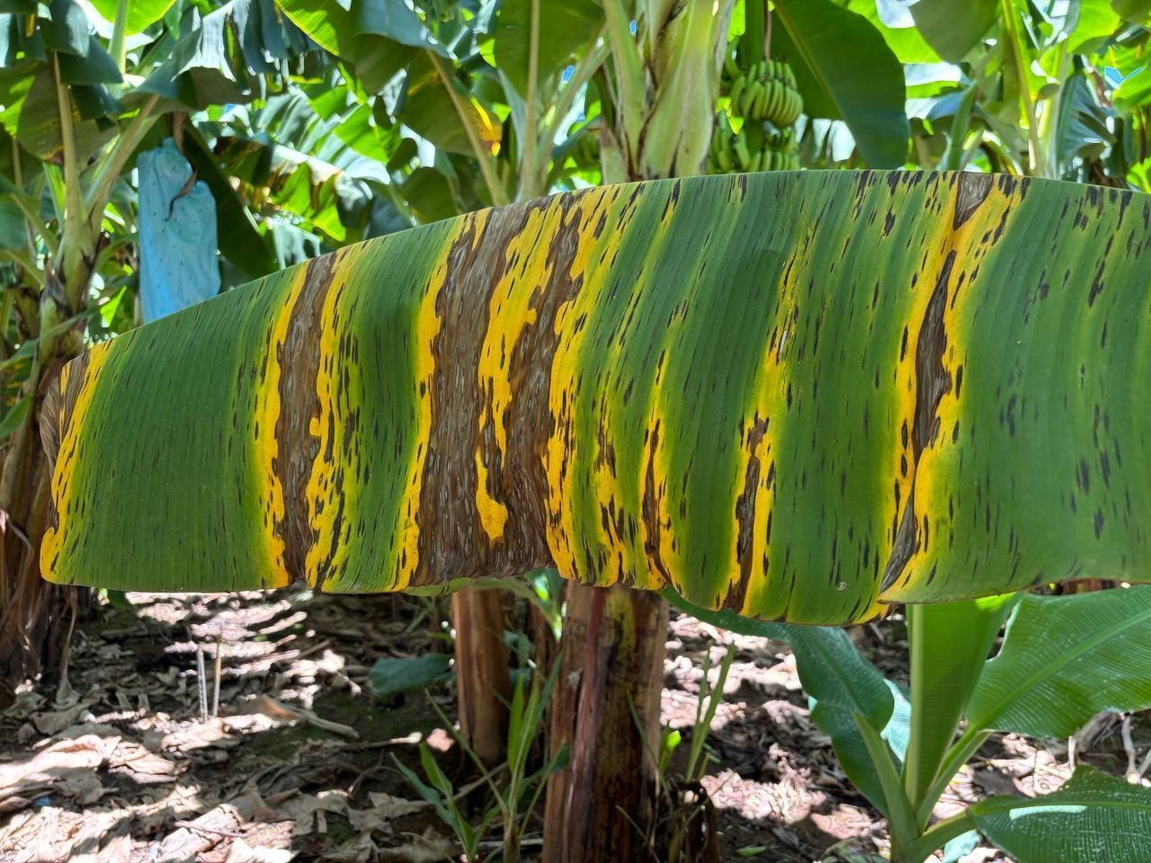 Sigatoka Negra, doença da banana, é identificada no Norte de Minas