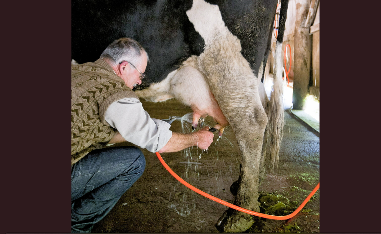 Especialista prevê cenário mais otimista para produtores de leite em 2024; entenda