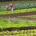 Valor Bruto da Produção do agro alcança R$ 1,41 trilhão em janeiro; soja é destaque