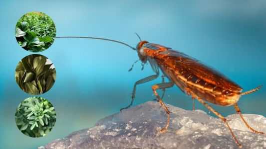Plantas que afastam as baratas de sua casa