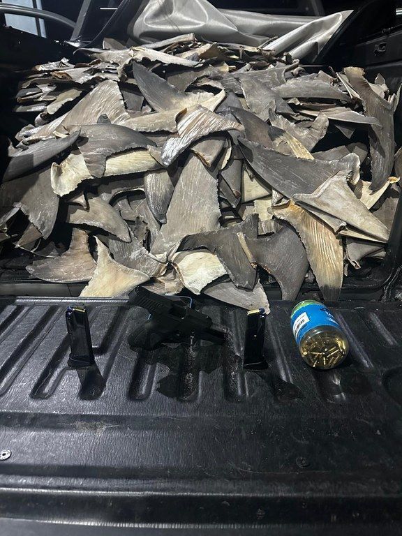 PRF apreende quantidade impressionante de barbatanas de tubarão; veja imagens
