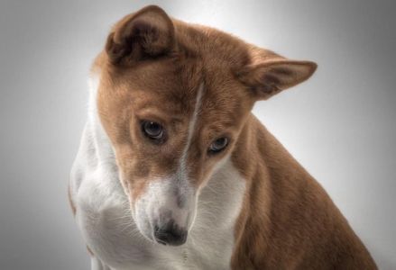 O nome da raça pode ser traduzido como “cão dos selvagens”