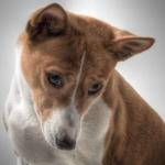 Conheça o cão que não late, mas é um valioso caçador e guardião da casa