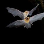 Primeiras 'bat caves' do Brasil são descobertas no Cerrado de Goiás e Tocantins