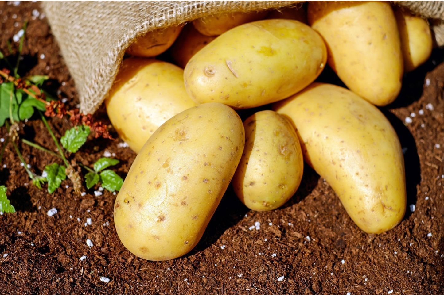 Valdir Barbosa | Batata assume a liderança entre os produtos que disparam o preço na semana
