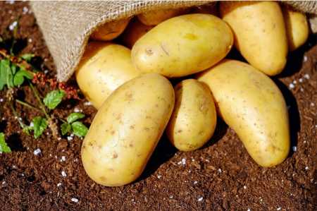 Aprenda a fazer esse tipo de batata sem óleo!