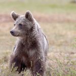 Homem entra em casa e encontra urso na sala de estar, no Japão