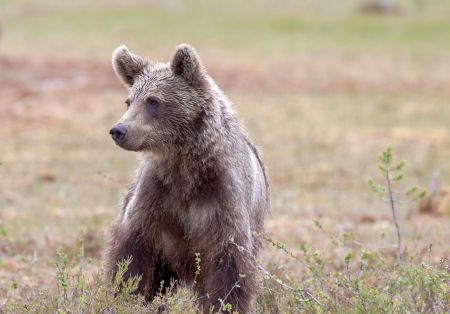 O Atlético confirmou no início da tarde desta sexta-feira um acordo com o volante Júnior Urso, que está no Shandong Luneng, da China, e chegar por empréstimo até dezembro deste ano.