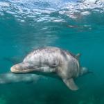 Autoridades japonesas alertam banhistas sobre mordidas de golfinhos em praia