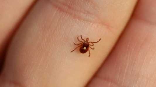 Bebê foi infectado e é mais um caso confirmado da doença em Minas Gerais
