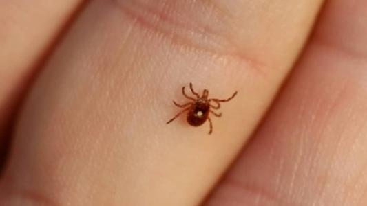 Bebê foi infectado e é mais um caso confirmado da doença em Minas Gerais