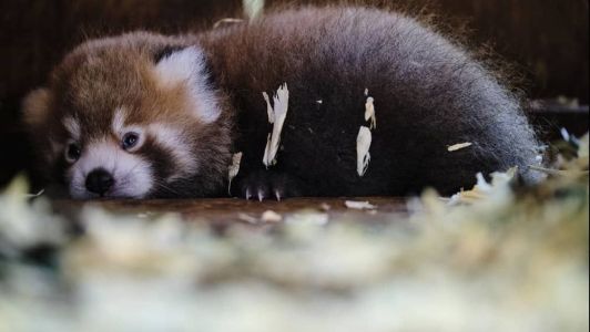 Bebê Panda-vermelho tem hábitos solitários e é vegetariano, abrindo excessões para ovos e pequenos insetos