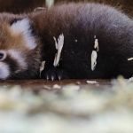 Filhote de panda-vermelho nasce no Zoo de Lisboa; veja vídeo