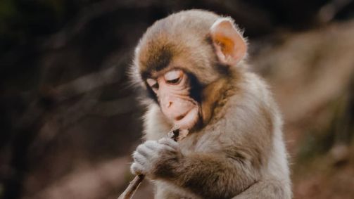 Bebê saiu de caixa em que estava e subiu em árvore