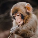 Filhote de macaco tumultua tribunal no Paquistão