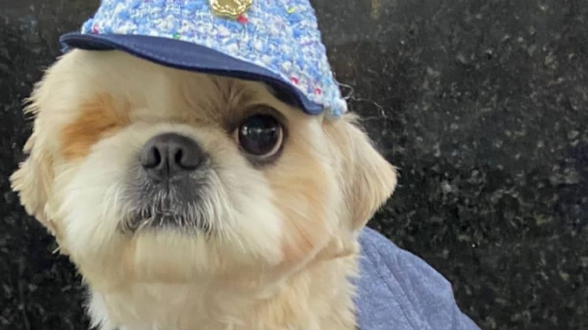 Cachorro vítima de maus-tratos vira diretor em comissão da OAB em MG; saiba o porquê