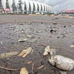 Com peixe e campo destruído, fotos mostram como está estádio Beira-Rio, do Inter