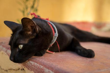 onforto e saúde dos gatos devem vir antes da conveniência estética ou funcional para os humanos; o uso consciente de acessórios garante a qualidade de vida dos felinos
