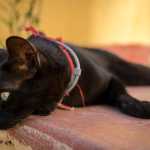 Entenda os riscos do guizo nas coleiras de gatos e saiba como proteger seu pet