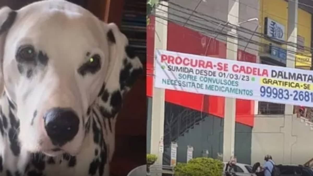 Dálmata que precisa de remédios e  fugiu em Nova Lima continua desaparecida; família promete recompensa 