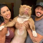 ‘Para nós, um filho’, Gracyanne e Belo lamentam morte de Thor nas redes sociais