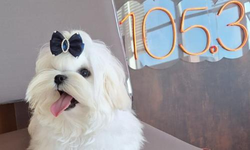 Bendito Lucenti veio à Itatiaia para entrevista sobre Exposição de Cães de Raça Pura Foto Adriana Torres.jpg