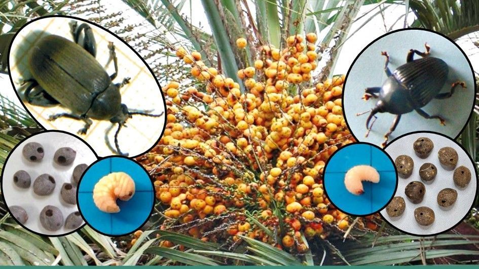 Pesquisadores descobrem besouros que atacam as sementes de butiás
