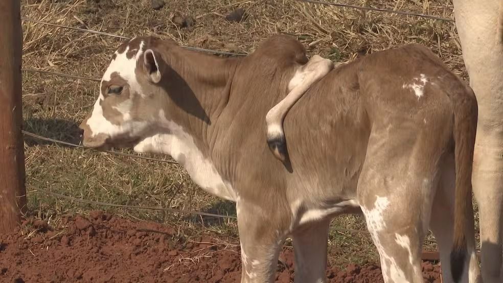Bezerro chama atenção ao nascer com cinco patas no interior do Paraná
