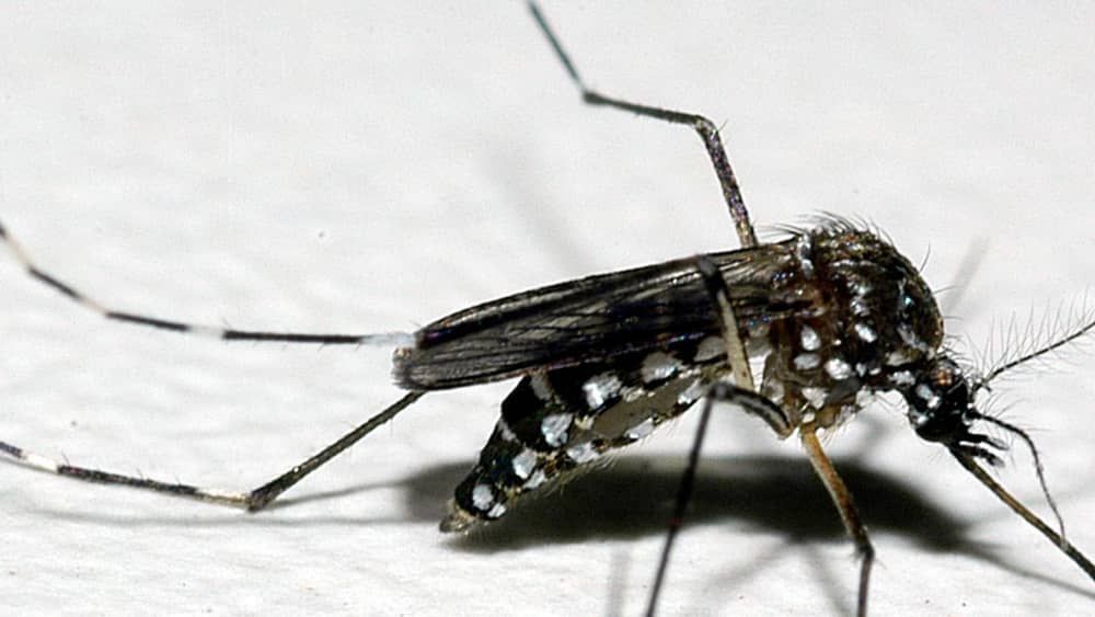Onda de calor ajuda Aedes aegypti a crescer mais rápido e viver mais; especialista explica risco de surto