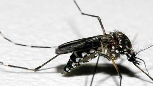 BH corre risco de ter surto de dengue, zika e chikungunya