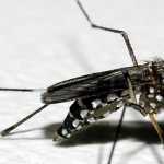 Onda de calor ajuda Aedes aegypti a crescer mais rápido e viver mais; especialista explica risco de surto