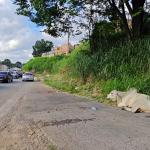 Após rebanho invadir Anel Rodoviário, em BH, boi aguarda resgate na manhã desta quinta-feira (19)
