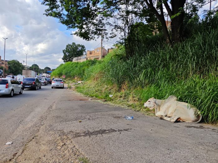 Boi no Anel Rodoviário, em BH 