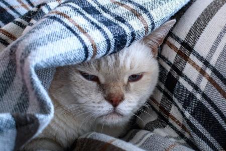 gato dormido debaixo de cobertas