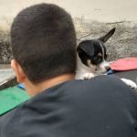 Família reencontra filhote de Pinscher que sumiu e foi vendido duas vezes na Grande BH