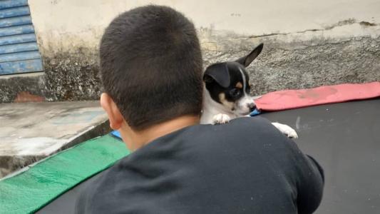 Bingo já voltou a acompanhar o pequeno Matheus, de 7 anos, nas brincadeiras no quintal
