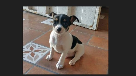 Bingo tem apenas três meses e fugiu de casa